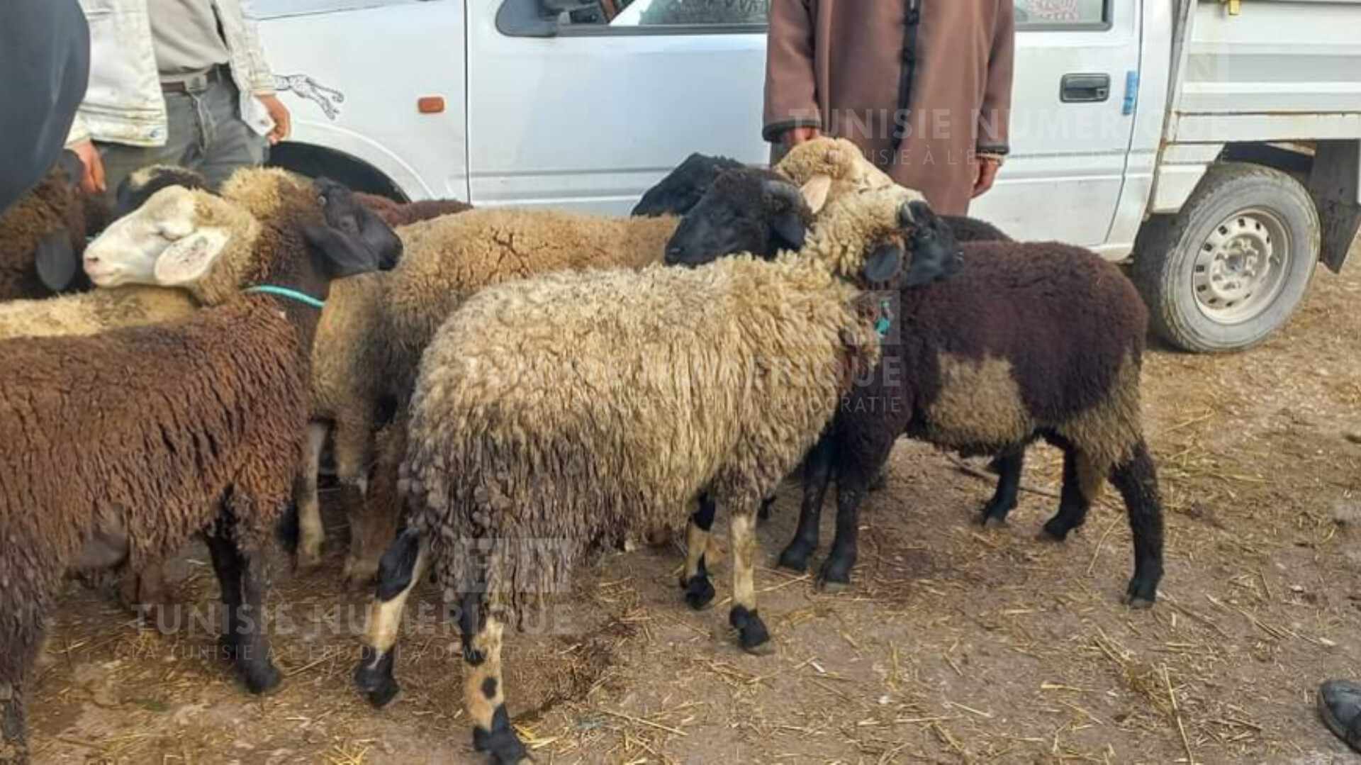 Tunis : interdiction d’égorger des moutons de sacrifice dans les appartements et sur les toits des immeubles
