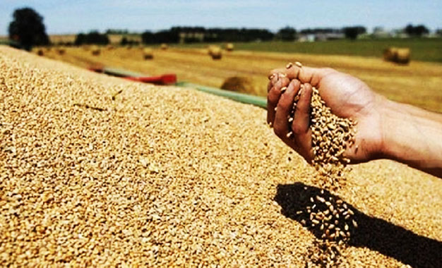 La Tunisie envisage d’ensemencer 1,173 million hectares de blé