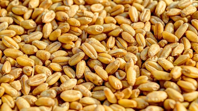 Fixation des prix des semences sélectionnées des céréales pour la saison 2022-2023