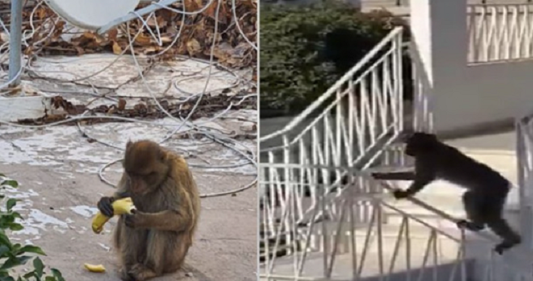 En liberté depuis deux semaines, le singe errant enfin capturé