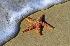 Starfish 2030, ou quand l’étoile de mer brille de mille feux !