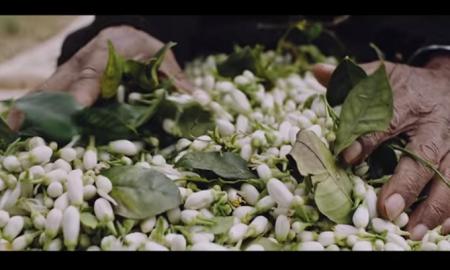 Nabeul : 1,4 tonne d’huile de néroli exportée vers les géants du parfum