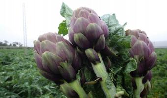 Manouba : 400 hectares consacrés à la culture de l’artichaut