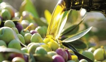 La Tunisie, première au monde pour la production d’olives biologiques