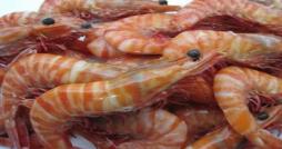Gabès : La pêche de la crevette royale en hausse de 90%