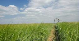 Le ministère de l’Agriculture alloue 12 millions de m3 pour l’irrigation des céréales