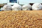 Céréales: vers une récolte record d'environ 20 millions de quintaux