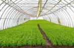  Agri-accelerator Hub : un programme d’appui à l’investissement agricole responsable