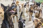 En Tunisie, 30% des chiens errants sont infectés par la rage