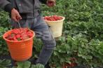  Nabeul : Baisse des superficies consacrées à la culture de la fraise