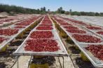  Agriculture : Moins de tomates fraîches et séchées disponibles à la transformation 