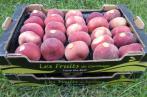 La société « FRUITS DE CARTHAGE »(PGH) certifiée IFS&BRC version 6