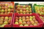  Kasserine : La récolte de pommes en hausse de 10 mille tonnes