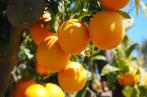 Agrumes