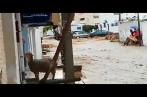 Hammamet : Les eaux emportent aussi les moutons de sacrifice (vidéo)