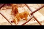 Il se déshabille et se jette dans l'enclos des lions d'un parc zoologique (vidéo)