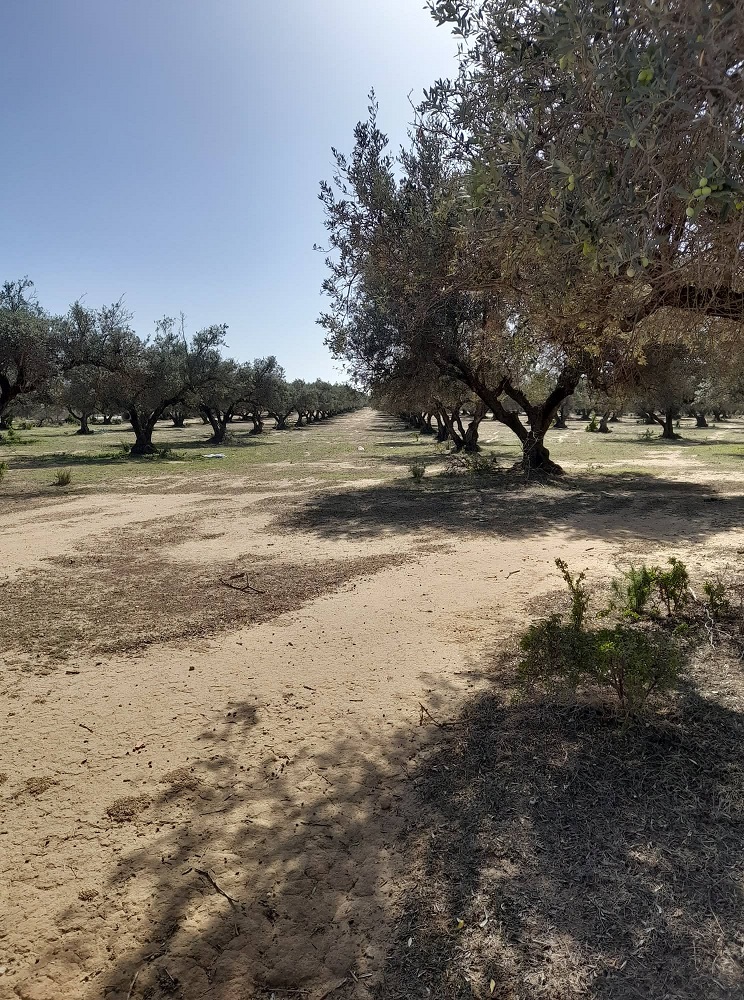 Domaines de l’Etat: Récupération de 71 hectares à Ben Arous