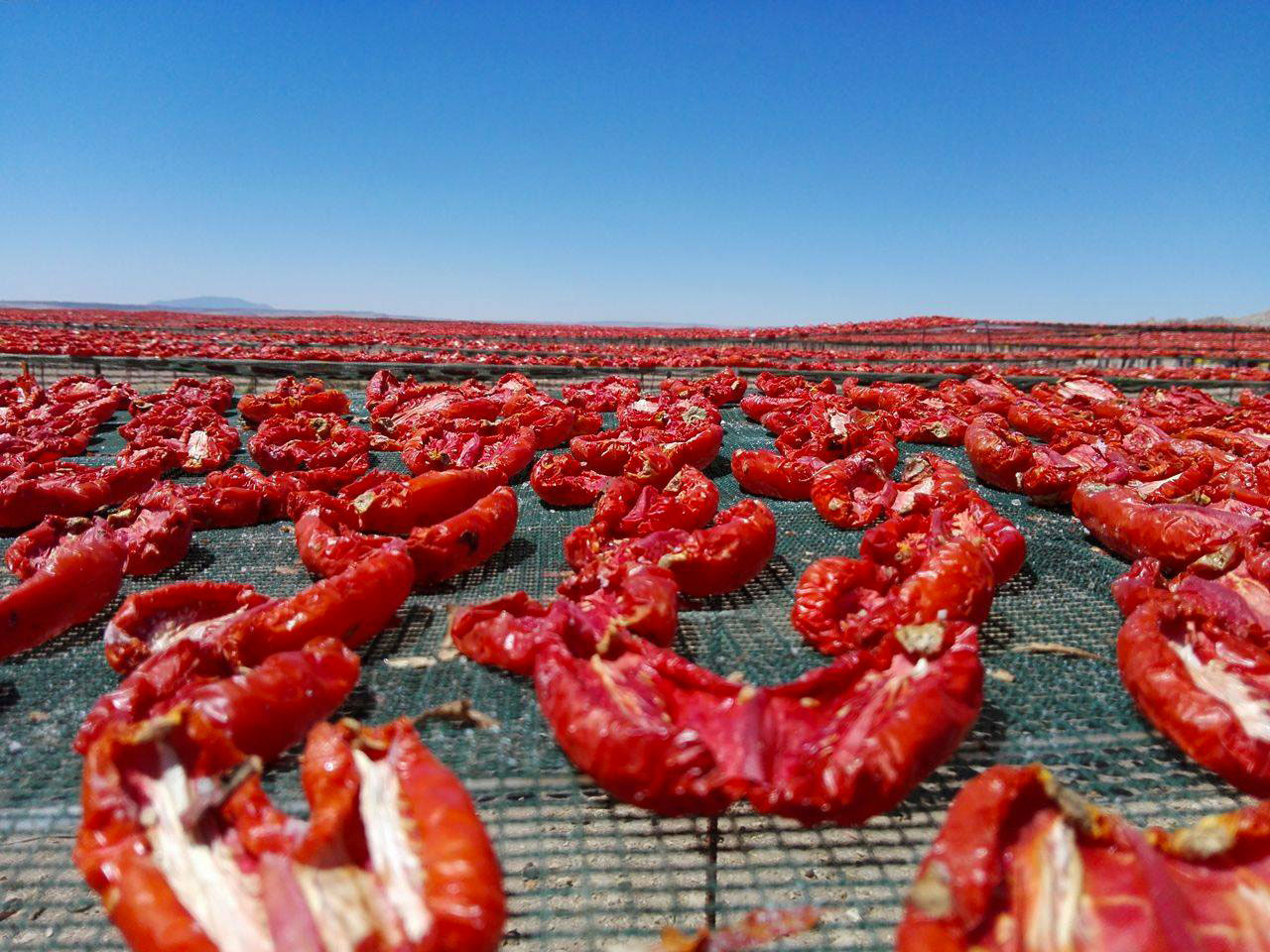 La tomate séchée tunisienne, un produit à promouvoir et à revaloriser !