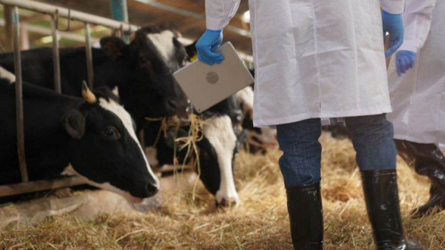 La Tunisie enregistre 800 cas de tuberculose d'origine animale par an